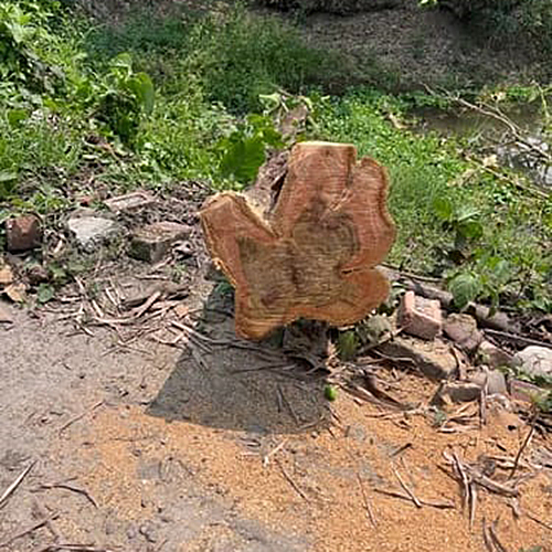 Sagwan Wood Logs