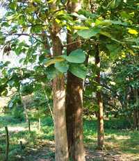 Teak Wood Logs