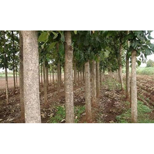 Teak Wood Logs