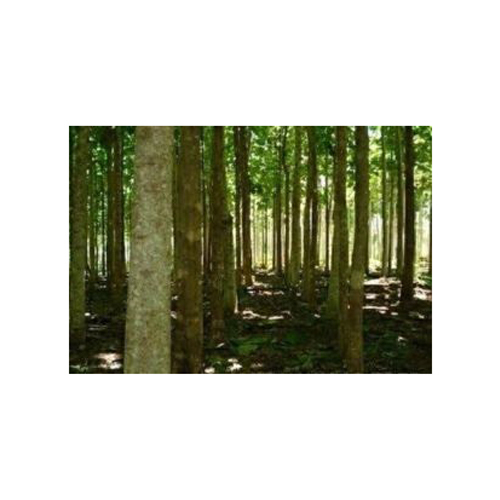 Teak Wood Logs