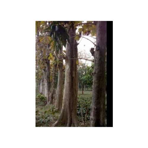Teak Wood Logs