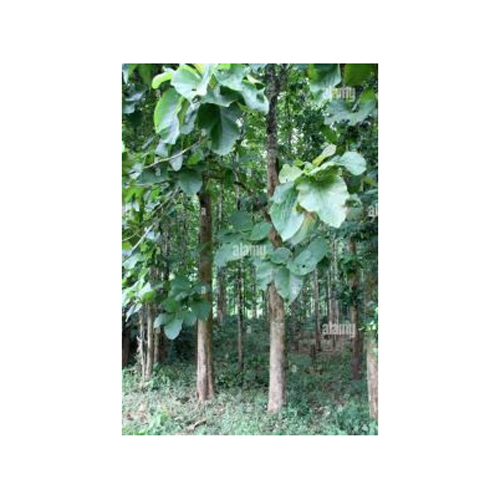 Teak Wood Logs