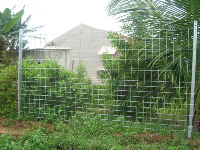 Weldmesh Fencing For Agriculture Land
