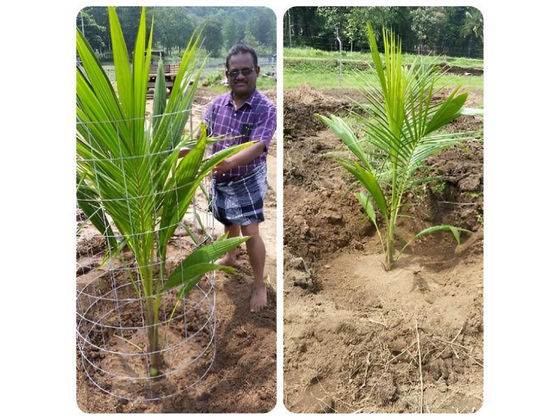 Economical Weldmesh Tree Guards