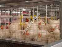 Wbc-01 Breeder Cages Weld Mesh Rolls