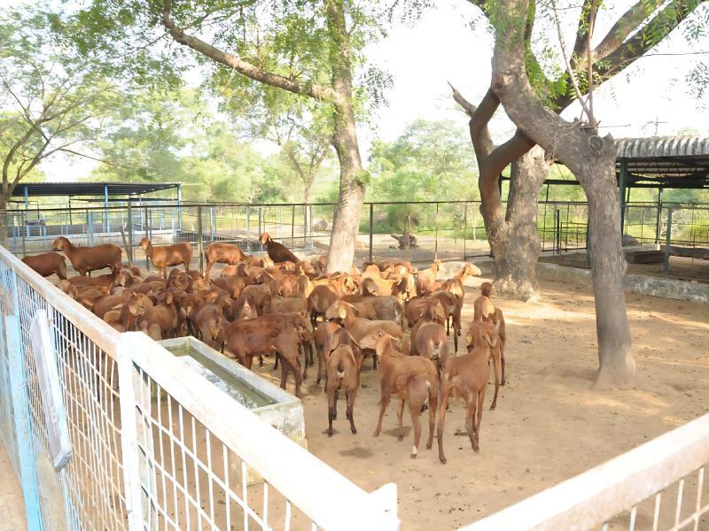 Goat Farming Fencing