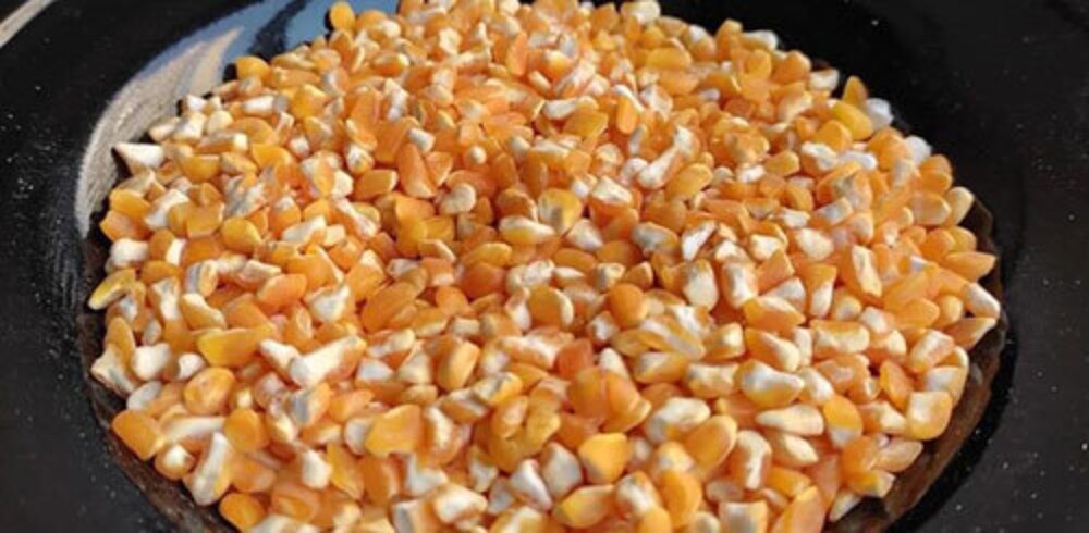 Yellow Broken Maize