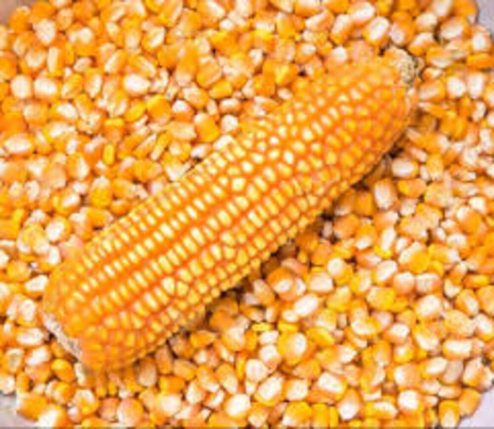 Fresh Yellow Corn - Cultivation Type: Organic