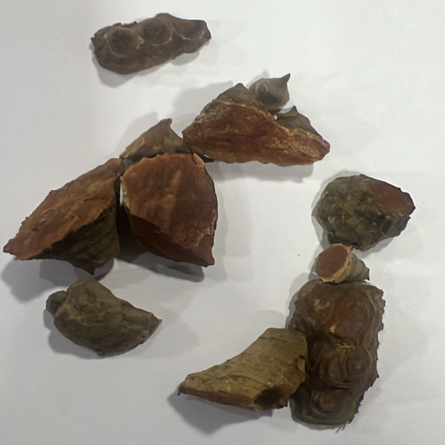 Bombax Ceiba Prickles