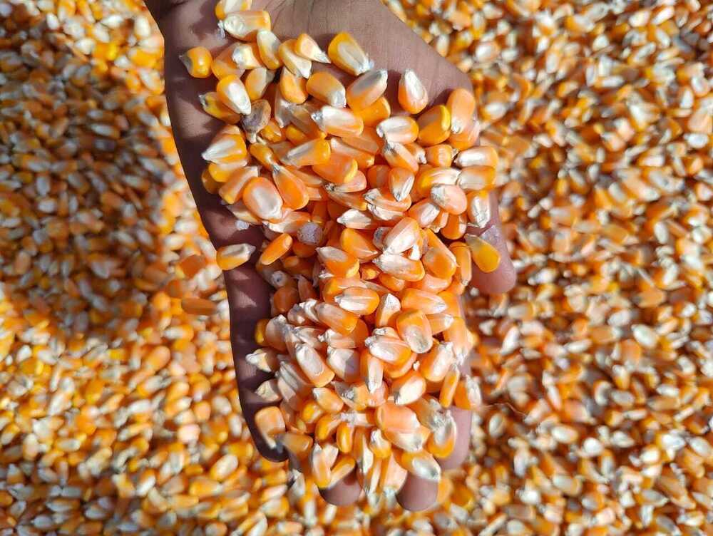 Pure Yellow Maize