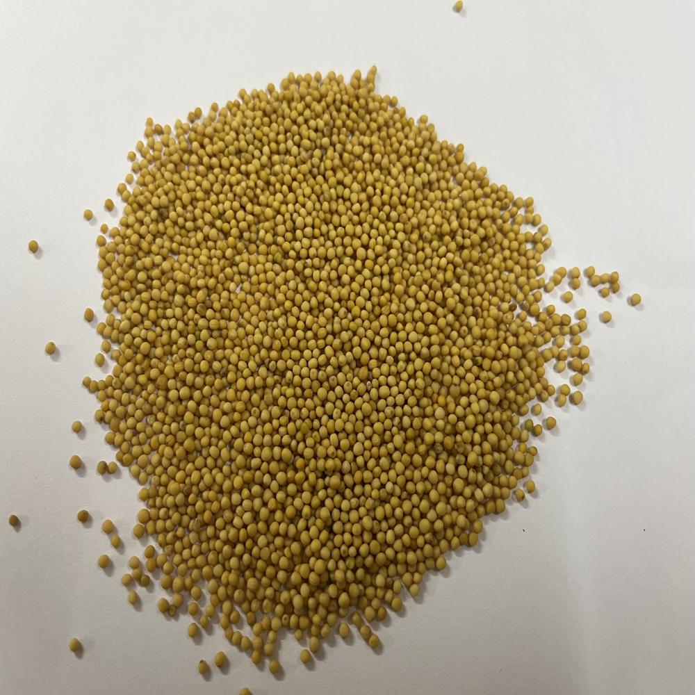 yellow musturd seeds
