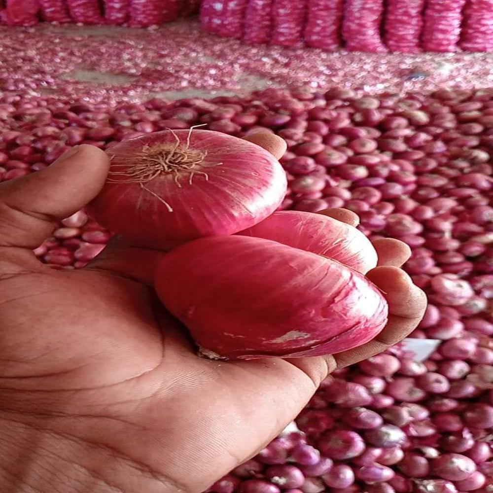 Fresh Red Onion