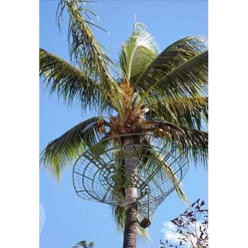Coconut Tree Safety Nets Installation Service