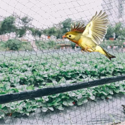 Bird Protection Safety Nets Installation Service