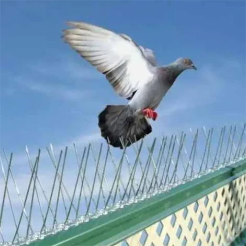 Bird Spikes Installation Service