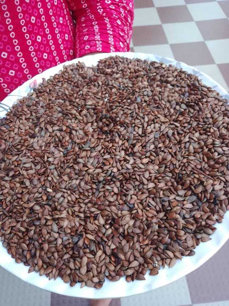 Green Curry Leaf Seeds