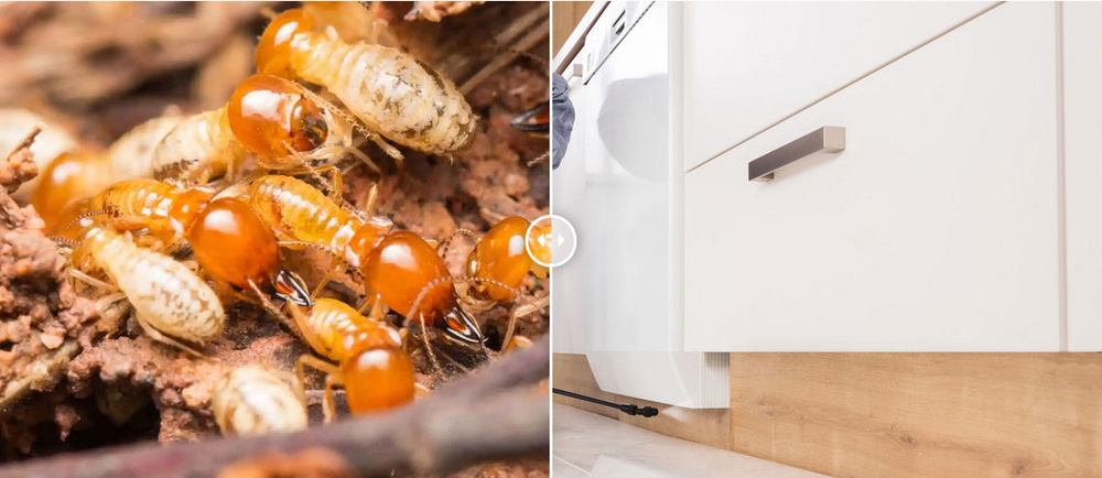 Termite Pest Control Services