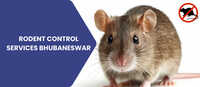 Rodent Control Services