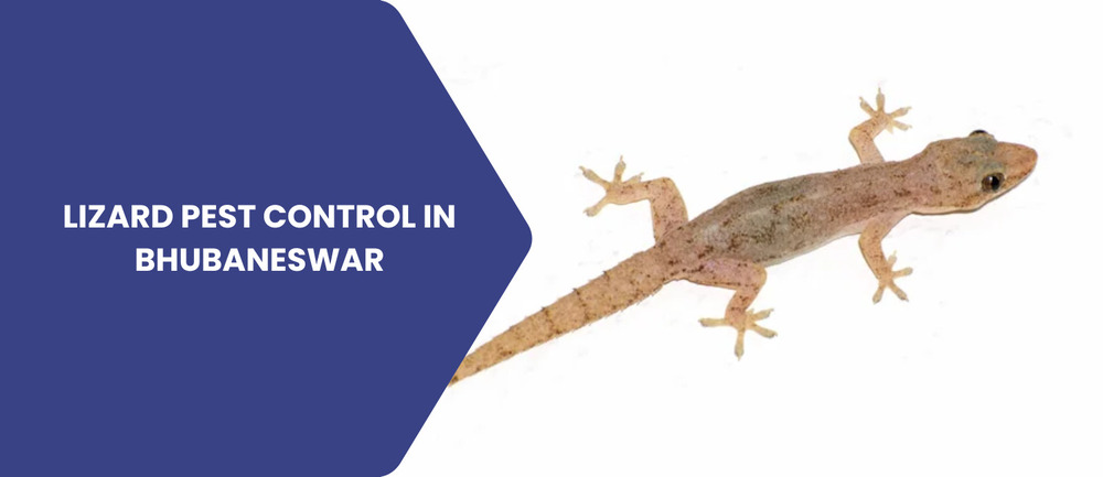 LizardPest Control