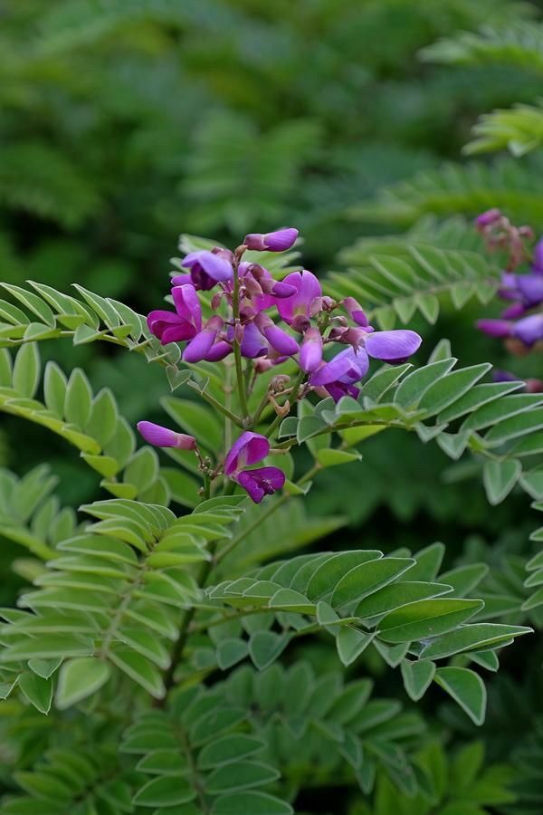 तेफ्रोसिया_PURPUREA_निष्कर्षण (सरपोंख)