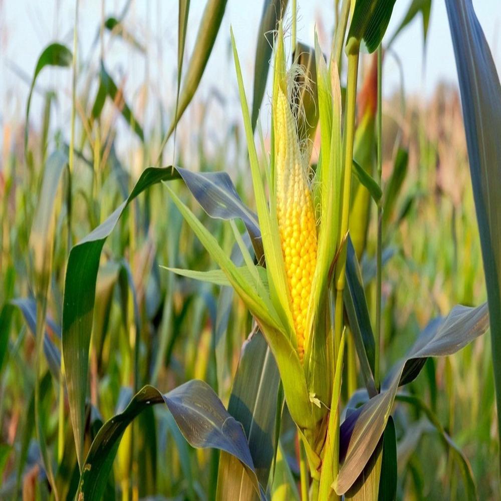 Zea mays L (Makka) Extract powder