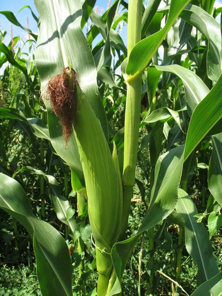 Zea mays L (Makka) Extract powder 