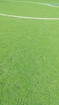 lawn grass manufacturers in west bengal