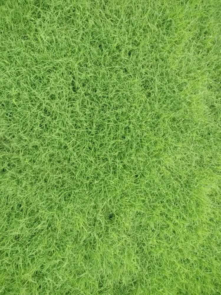 Lawns Grass