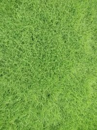 Lawns Grass supplier in Bhubaneshwar