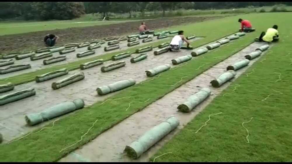 No 1 Grass