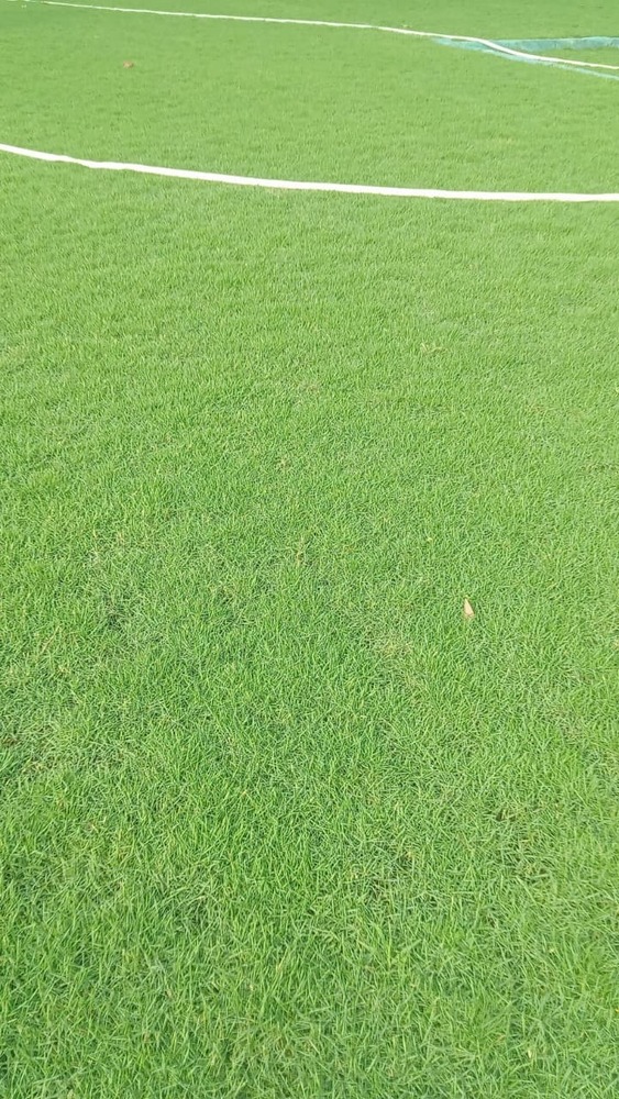 No 1 Grass