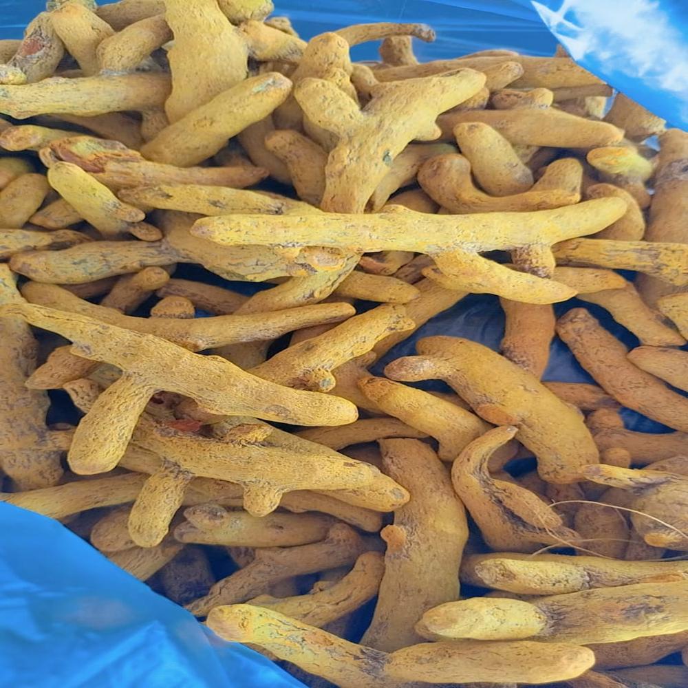 Erode Variety Turmeric - Color: Yellow