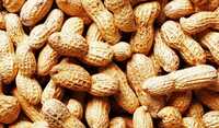 Ground Nut