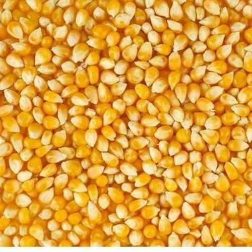 Yellow Maize