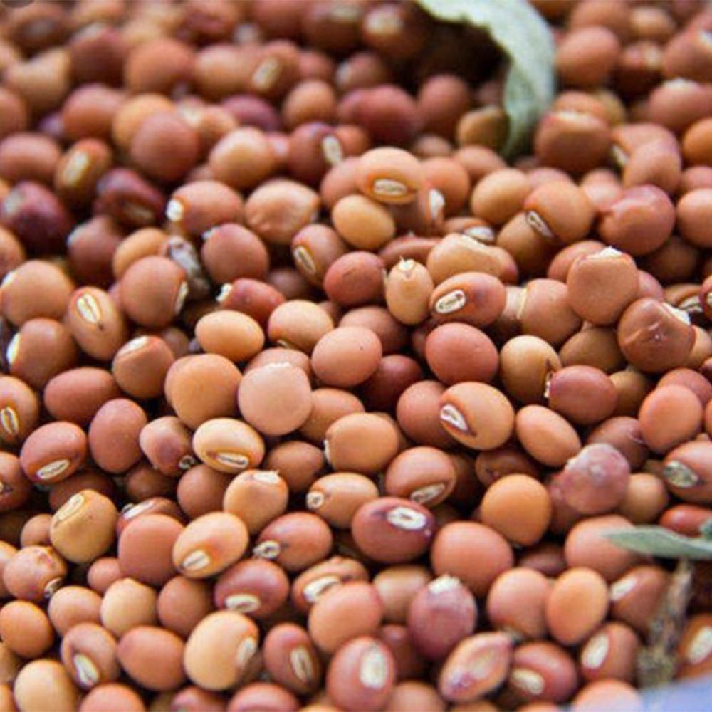 White Soybean Seed