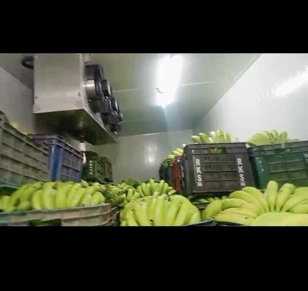 Mango Ripening Chamber