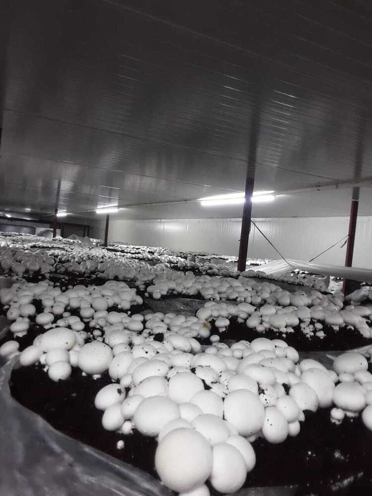 Mushroom Growing Chamber