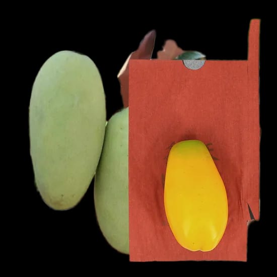 Mango Fruit Protection cover
