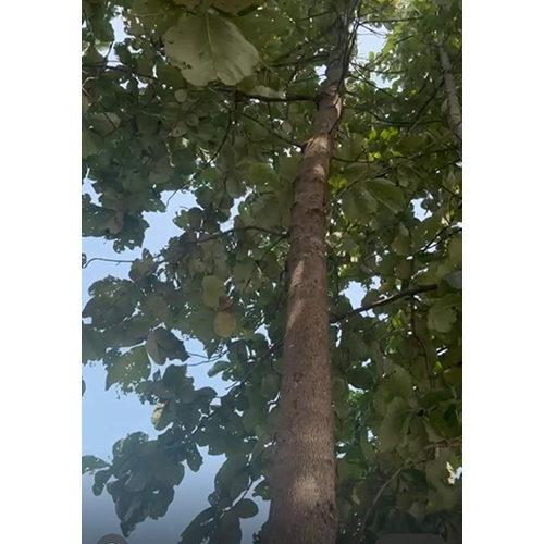 Living Teak Plant