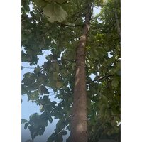 Living Teak Plant