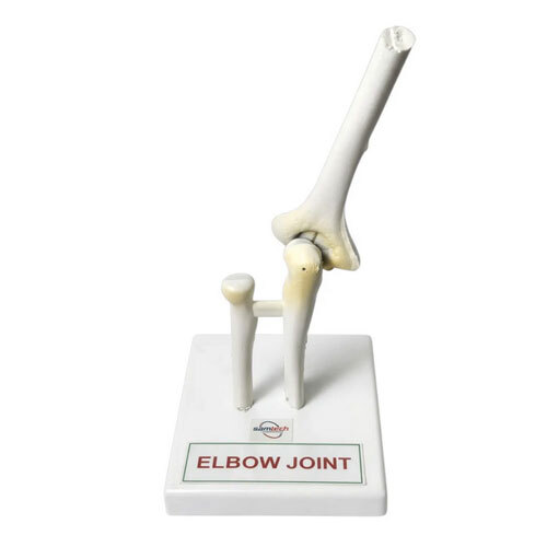 Elbow Joint Model
