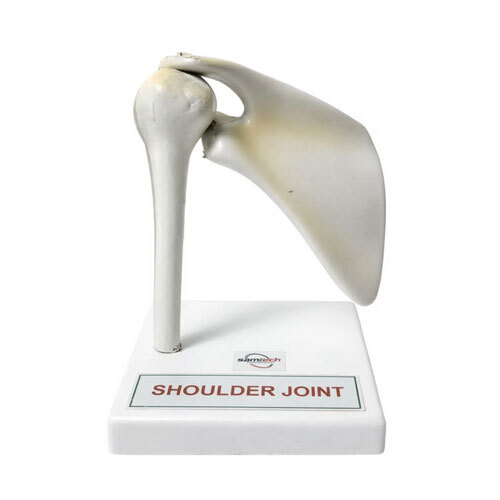 Shoulder Joint Model