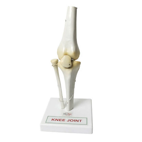 Knee Joint Model