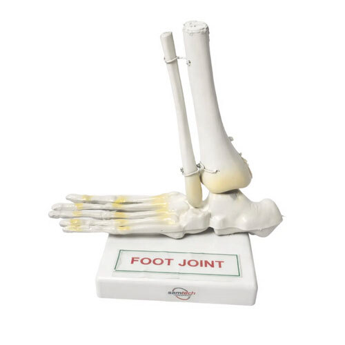 Foot Joint Model