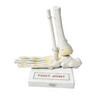 Foot Joint Model