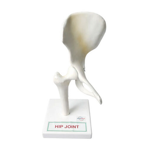 Hip Joint Model