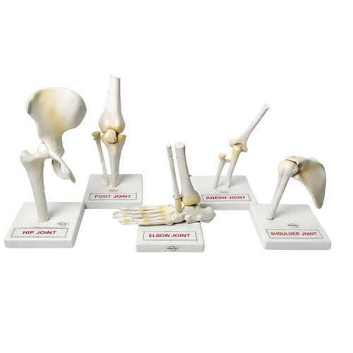 Human Joints Model-Set of 5