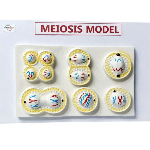 Meiosis Model