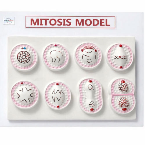 Mitosis Model