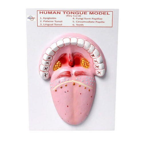 Human Tongue Model